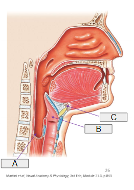 <p>A</p>