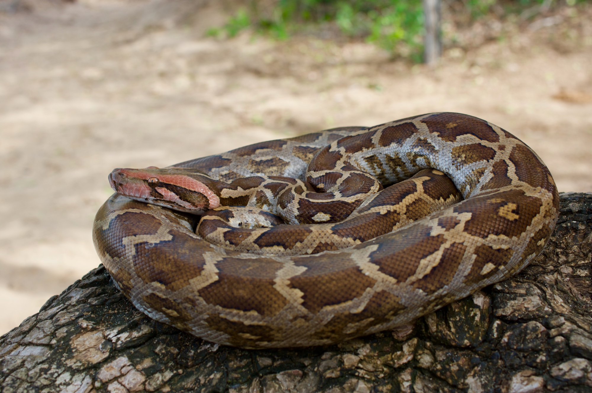 <p><span><span>Indian python</span></span></p>