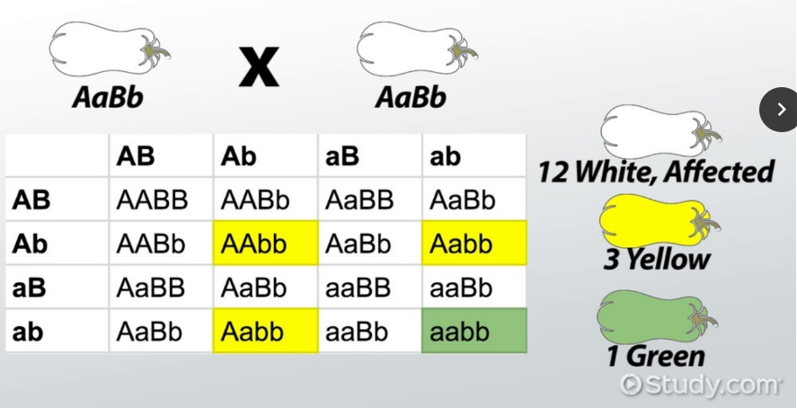 occurs when a dominant allele at one genetic locus masks expression of alleles at other locus. In squash example, B/b must be homoz recessive to exhibit yellow phenotype. aabb is only phenotype avail for green.