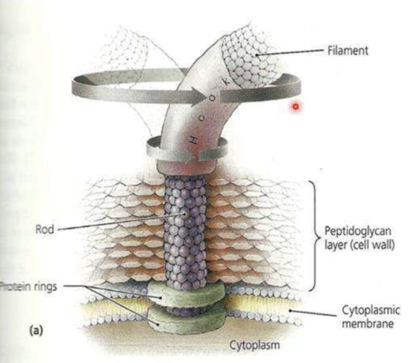 <p>The image shows the cell membrane of what bacteria type?</p>