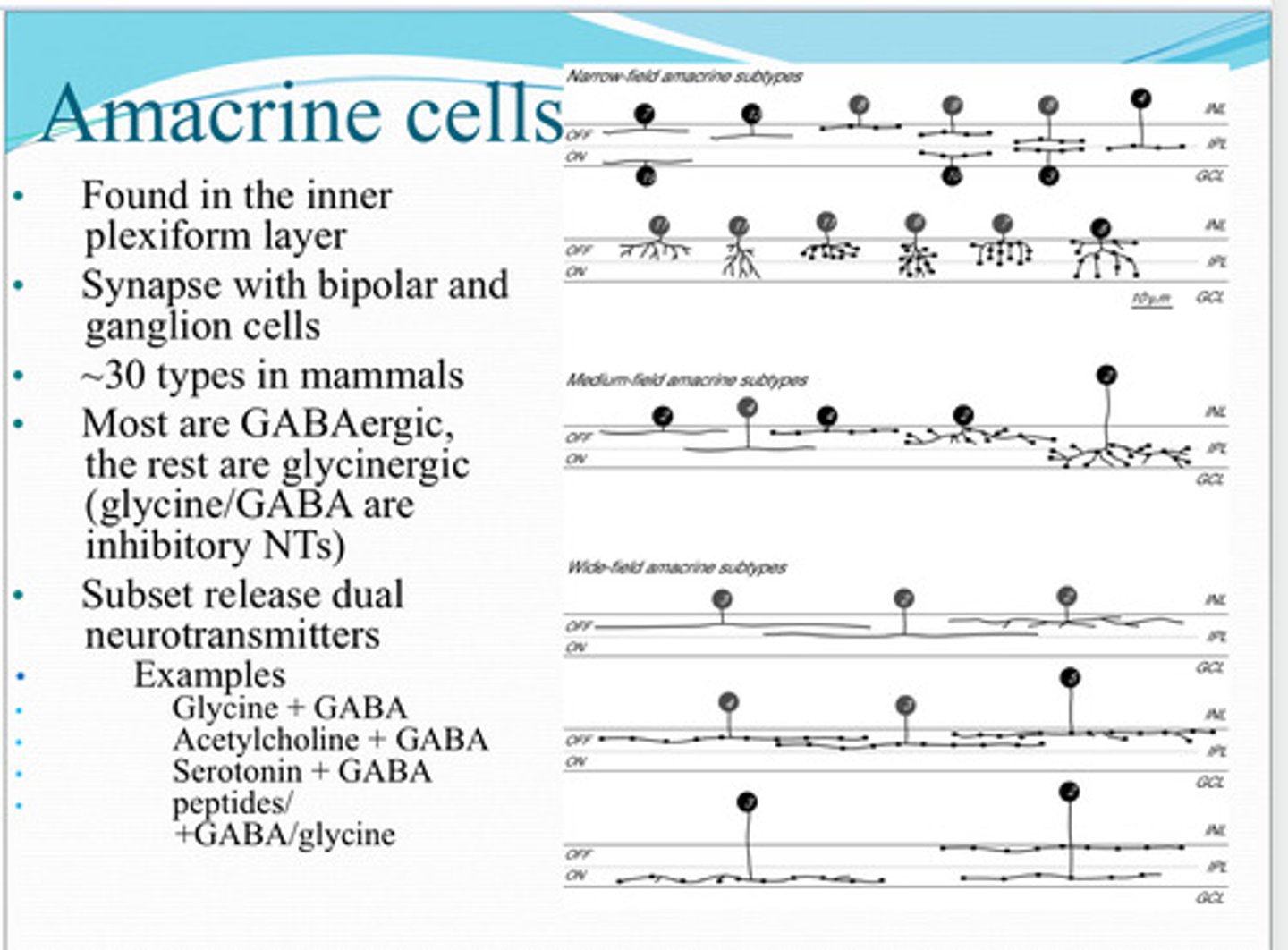 <p>Approx how many types of amacrine cells are found in mammals</p>