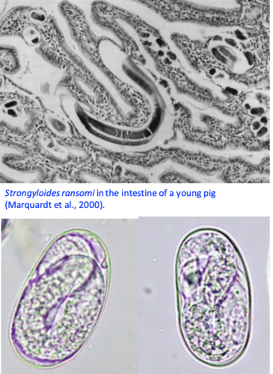 <p>Location: small intestine, embedded into mucosa;</p><p>Parasitic and free-living stages;</p><p>Parasitic stage: only females (less than 5 mm long);</p><p>Eggs: 45-55 μm/26-35μm, thin shell, contain a larva when laid;</p>