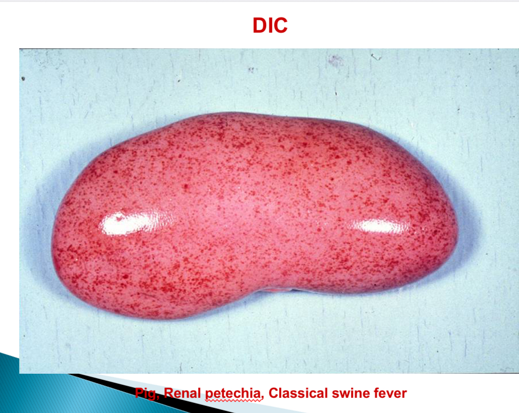 <p>Viral diseases associated with DIC - pigs </p>