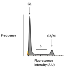 <p>Label DNA in samples with dye then fix and sort</p>