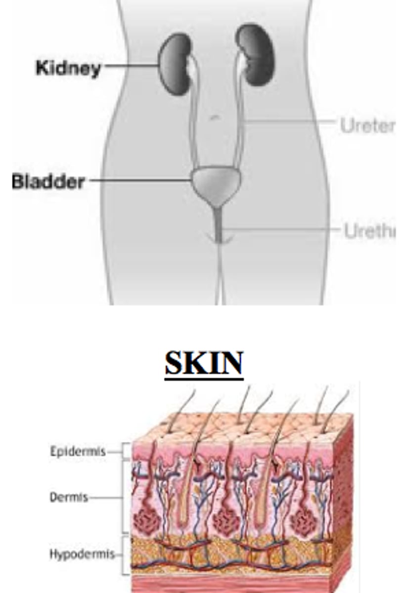 <p>Excretory system</p>