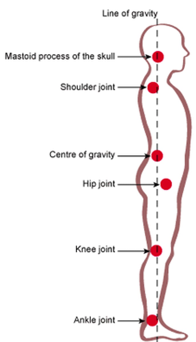 <p>Center of gravity passes through: atlanto-occipital joint, lower lumbar vertebrae, anterior to promontory, head of femur, highest point of plantar arch</p><p>Pelvic inclination: 60-65 degrees</p><p>ASIS and symphysis are on the same frontal plane, sacrum is nearly vertical</p>