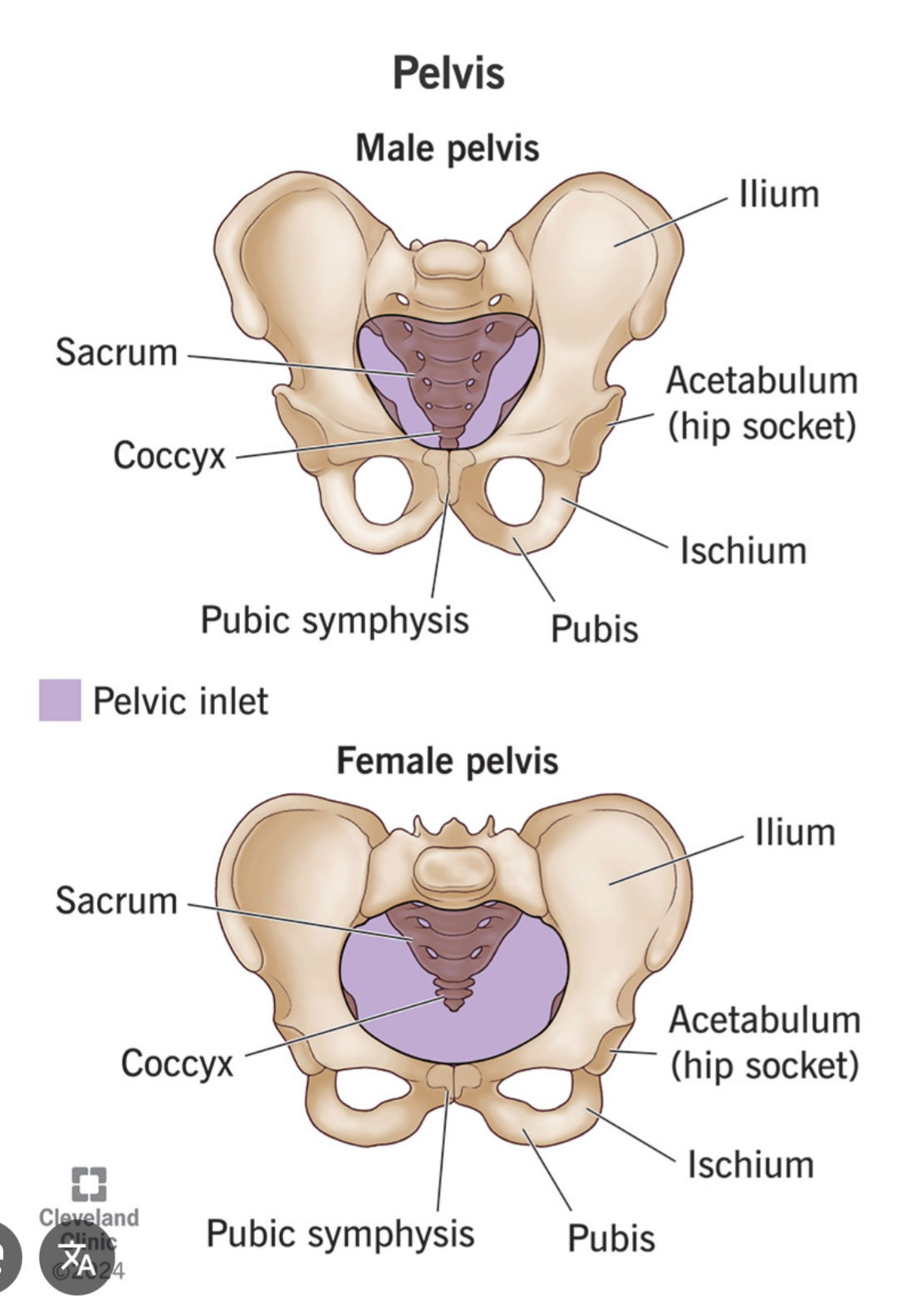 <p>The area of the body below the abdomen that is located between the hip bones.</p>