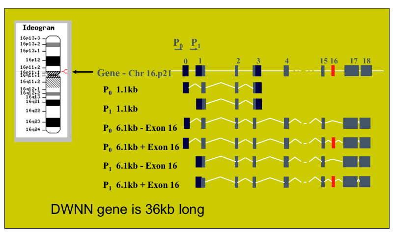 <ul><li><p><strong><u>S. pombe is the fission yeast, while S. cerevisiae is the budding yeast</u></strong>. As the names indicate, S. pombe reproduces through binary fission (like humans), while S. cerevisiae reproduces through budding (asymmetric division)</p></li><li><p><strong><u>Their genomes are similar in size</u></strong>:</p><ul><li><p>13.8 Mb with 5070 ORFs for S. pombe</p></li><li><p>12.1 Mb with 5600 ORFs for S. cerevisiae</p></li></ul></li><li><p>Despite their similar sized genomes, <strong><u>they are neither related nor syntenic</u></strong> (genes or genomic regions do not maintain the same relative order or location on chromosomes).</p></li><li><p><strong><u>Introns</u></strong>: S. pombe has more introns (~5000) than S. cerevisiae (~250).</p></li><li><p><strong><u>Number of chromosomes</u></strong>: S. pombe has 3 chromosomes while S. cerevisiae has 16.</p></li><li><p><strong><u>Centromeres</u></strong>: The centromeres of S. pombe are large, complex, and repetitive. They are more similar to mammalian centromeres compared to those of S. cerevisiae, which are small.</p></li><li><p><strong><u>Genes</u></strong>: S. pombe shares some genes with humans that are missing from S. cerevisiae. Thus, fission yeast is a complementary experimental system to budding yeast.</p></li><li><p><strong><u>S. Pombe better model than S. Cerevisiae for certain processes</u></strong>: For example, S. Pombe has:</p><ul><li><p>an RNAi pathway</p></li><li><p>repetitive centromeres</p></li><li><p>G2/M cell cycle control</p></li><li><p>complex heterochromatin and splicing regulation</p></li></ul></li></ul><p></p>