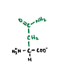 <p>A polar amino acid with an amide side chain.</p>