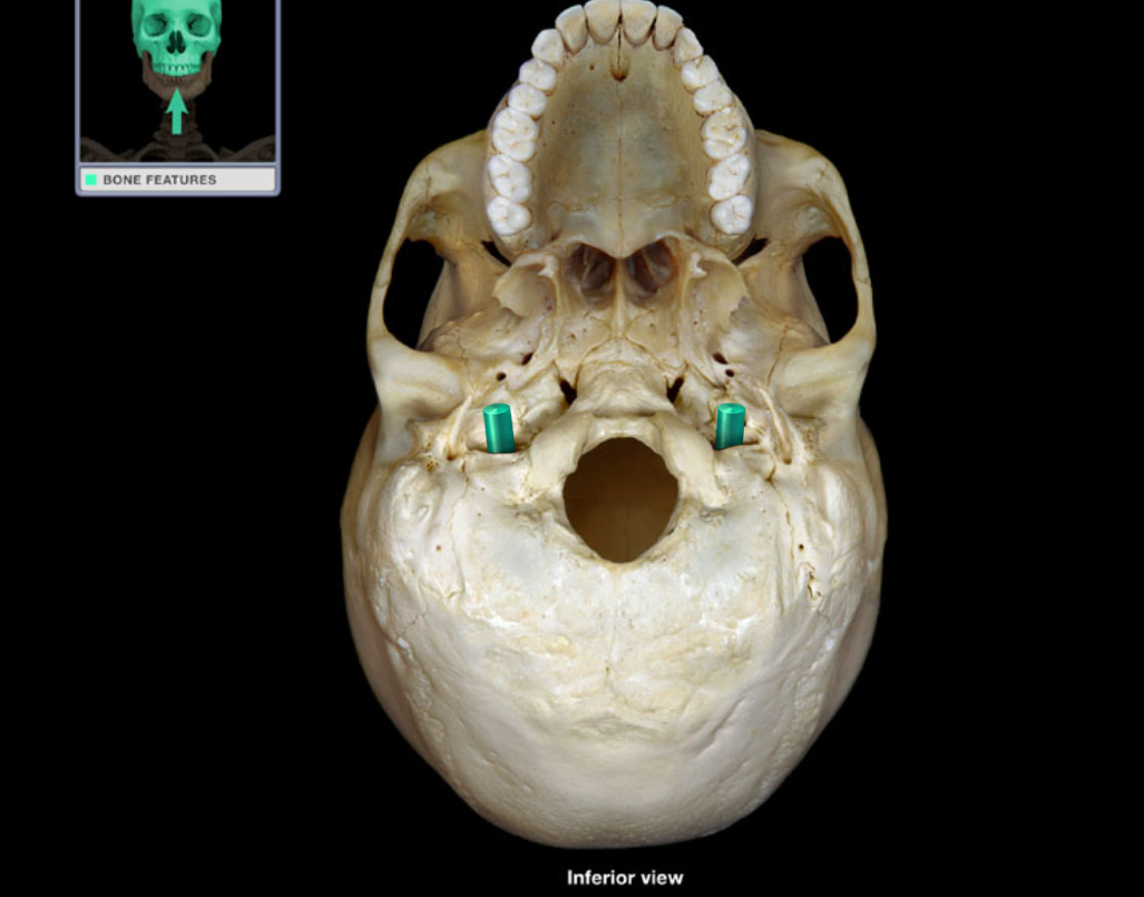 knowt flashcard image