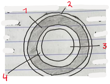 <p>Label this diagram of an artery</p>