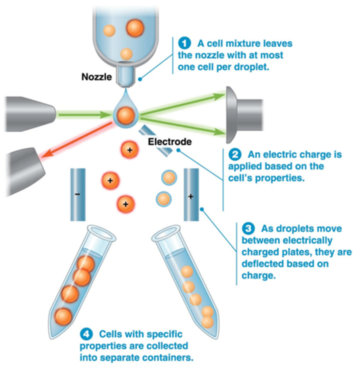 <p>•Flow cytometrie + selectie/sortering van cellen op basis van elektrische lading</p><p>•Geselecteerd celtype kan vervolgens apart worden geanalyseerd (Bijv stamcellen), je kan ze ook apart laten groeien in een petrischaaltje</p>