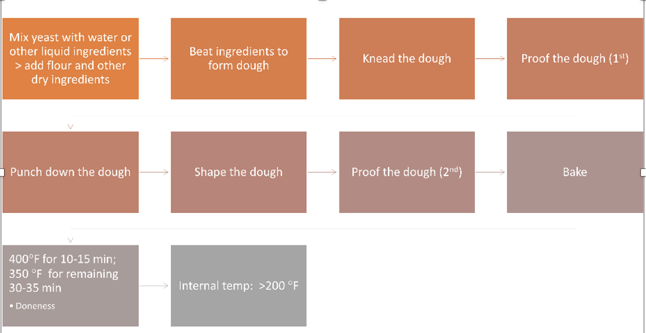 Steps 1 and 2: 

* Yeast is added to water/liquids OR yeast is added directly to flour or other dry ingredients first, then the liquid is added → activates the yeast
* Starts formation of gluten

\
Steps 3 and 4

* Beating develops gluten and incorporates air
* Kneading manipulates the dough to stretch and denature

\
Step 5: Proofing

* Purpose: aerate the dough, and develop the flavor – dough rises/increases in volume.
* The process is called fermentation

\
Step 6: Punching the dough down

* Large air bubbles break to form smaller cells
* Excess CO2 gas escapes
* Evens the temperature
* Redistributes sugars, yeast, gluten

\
Step 7: 

* Shape the dough


* 2nd rise (30 minutes-ish)

\
Step 8

* heat in the oven until done
* Internal temperature is less than 200 degrees F