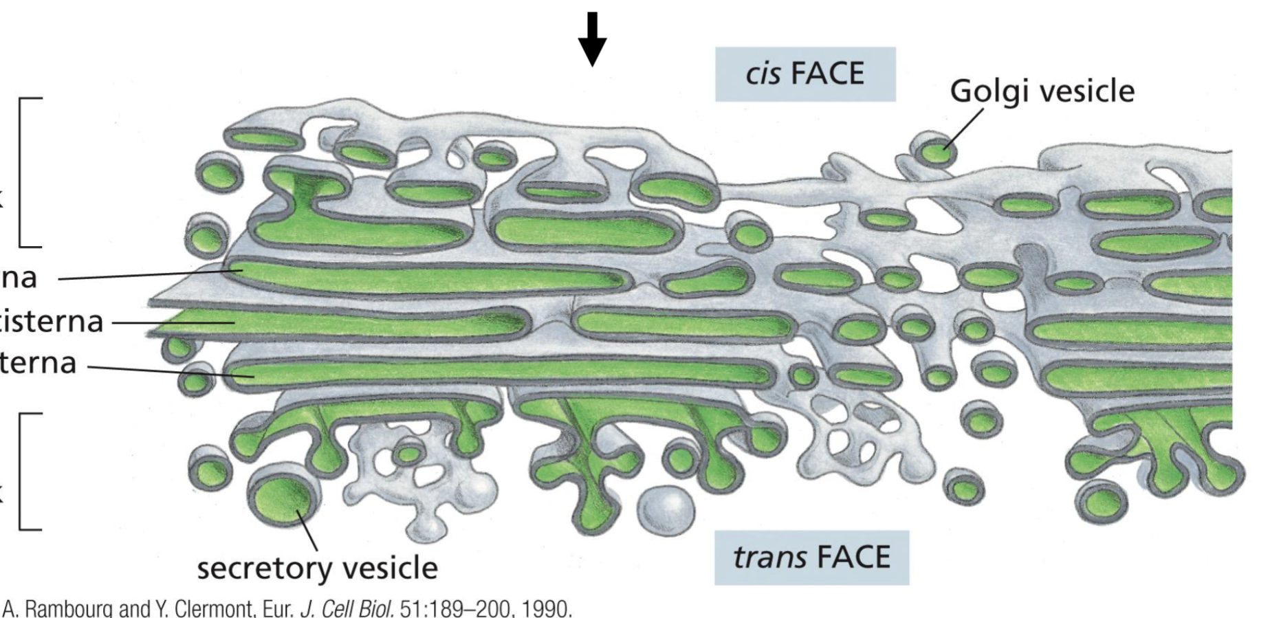 <p>Structure of Golgi Apparatus</p>