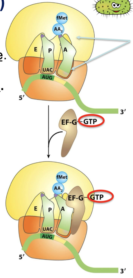 <p>EF-G is the translocase. In the GTP form, EF-G binds to the ribosome near the A site, interacting with the 23S rRNA of the 50S subunit.</p>