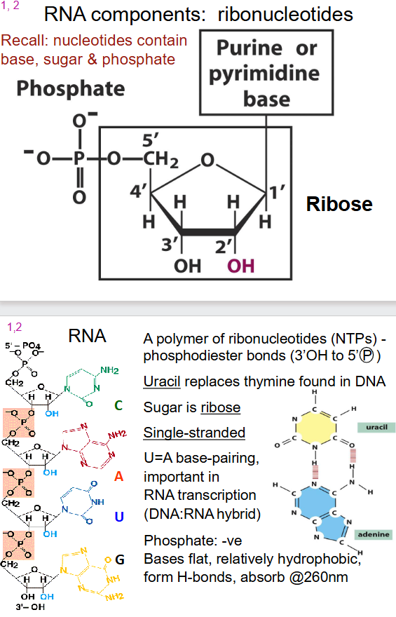 <p>- a polymer of ribonucleotides (NTPs) - phosphodiester bonds (3' OH to 5' (P))</p><p>- Uracil instead of thymine</p><p>- Sugar is ribose</p><p>- single stranded</p><p>- U=A base pairing</p><p>- Phosphate: -ve</p><p>- Bases flat, relatively hydrophobic, form H-bonds, absorb at 260nm</p>