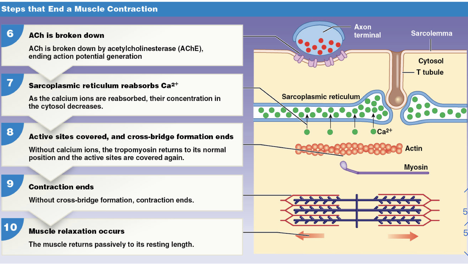 AP stop

ACh is broken down

Na+ ion influx stops

Ca+2 return to resting level