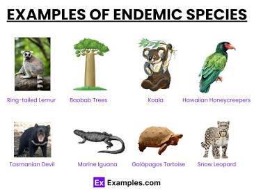 <p>endemic species</p>