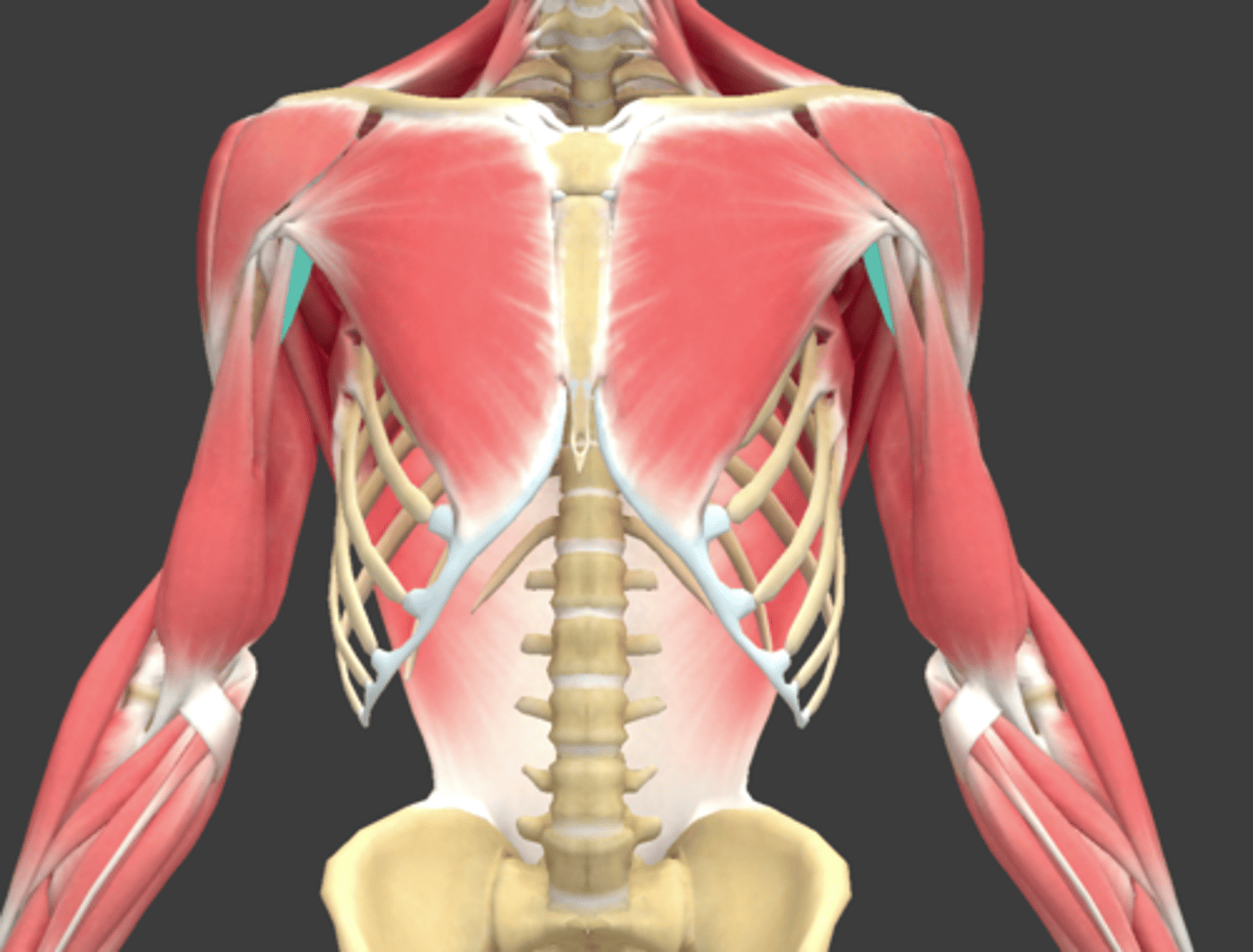<p>What Muscle Is Highlighted?</p>