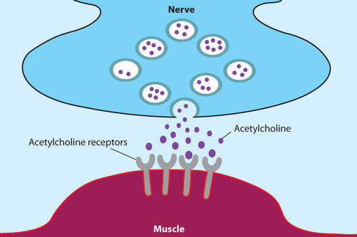 After a neurotransmitter molecule has been recognized by a postsynaptic receptor, it is released back into the synaptic cleft where it must be quickly removed or chemically inactivated in order to prevent constant stimulation of the postsynaptic cell and an excessive firing of action potentials (or inhibition of action potentials for inhibitory neurotransmitters).