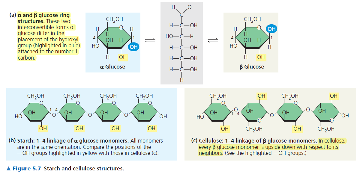 <p>In cellulose, every other subunit is inverted (upside down)</p>