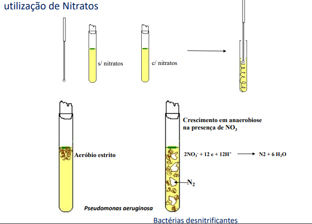 <p>Outro teste que também é frequente é o teste às bactérias desnitrificantes.</p><p>Para tal, usa-se um tubo fino e comprido, para haver diferentes tensões de oxigénio ao longo deste, e semeia-se a bactéria ao longo de todo o tubo. Num dos tubos metemos nitratos, no outro não.</p><p>Podem haver dois resultados diferentes:</p><p>● Se a bactéria, no tubo sem nitrato, só crescer no topo do tubo diz-se aeróbia estrita;</p><p>● Mas se, no tubo com nitrato, houver crescimento em todo o tubo, significa que a bactéria usou o N como aceitador final de H e conseguiu efetuar a sua respiração.</p><p>Neste processo produz-se N2 e como tal vão haver bolhas de ar na gelose.</p>
