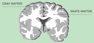 <p>The <strong><em></strong></em>__ is a type of nervous tissue primarily composed of neuronal cell bodies and dendrites, responsible for processing and integrating information in the brain and spinal cord.</p>