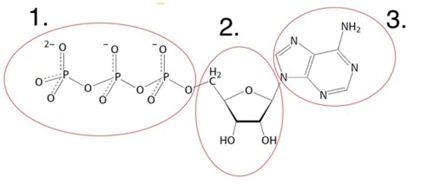 <p>What part of the nucleotide is labelled 3</p>