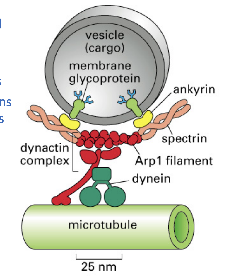 <ul><li><p>move towards negative ends, moving it towards nucleus (center of cell)</p><ul><li><p>Plays a <strong>crucial role in intracellular transport</strong> and <strong>cilia/flagella movement</strong>.</p></li></ul></li><li><p><strong>accessory proteins</strong> to attach to membrane-bound organelles.</p></li><li><p><em>MUCH </em>larger than Kinesin and myosin</p></li><li><p>Ring-shaped head, related to hexameric ATPases</p></li></ul><p></p>