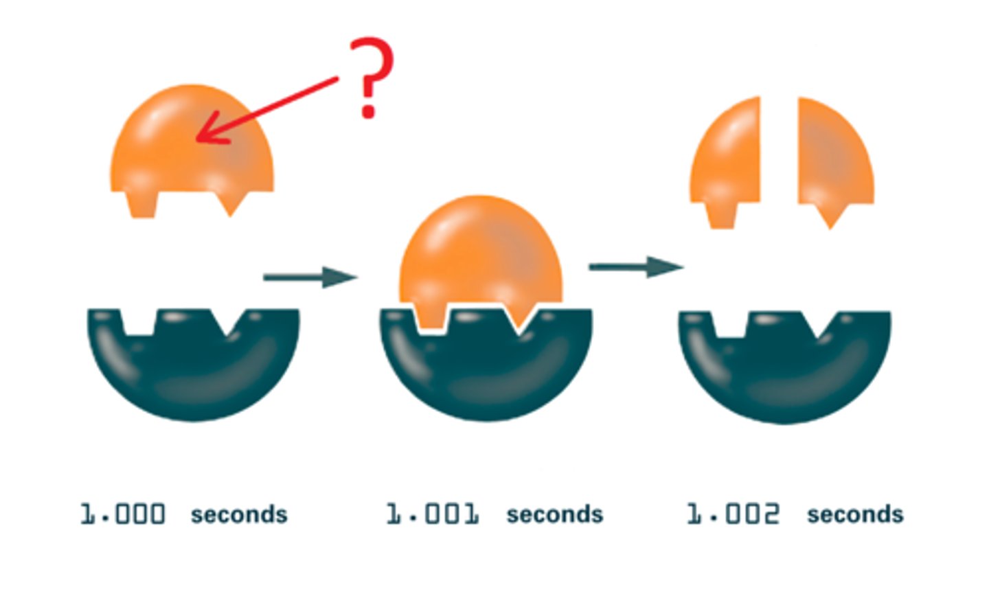 <p>reactant of an enzyme-catalyzed reaction</p>