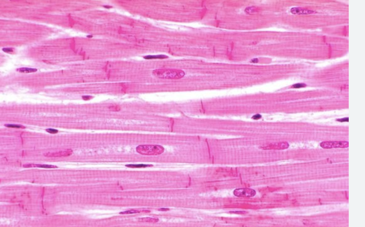 <p>Name the tissue</p>