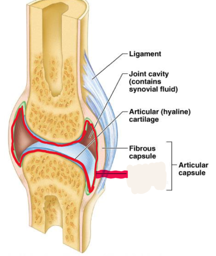 <p>membrane lining the capsule of a joint</p>