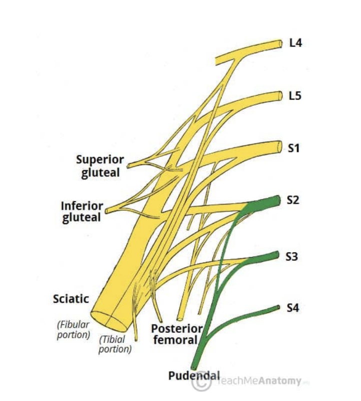 <ul><li><p>5th/last major nerve of Sacral plexus — Leaves pelvis via greater sciatic foramen, then re-renters via lesser sciatic foramen, then moves anterosuperiorly along the lateral wall of the ischiorectal fossa, terminating by dividing into several branches</p></li><li><p>Roots — S2, S3, S4</p></li><li><p>Motor functions — innervates skeletal muscles in perineum, external urethral sphincter, external anal sphincter, &amp; levator ani</p></li><li><p>Sensory functions — innervates penis/clitoris and most of skin of perineum </p></li></ul><p>(functions of pudendal nerve mmnemonic — S2, S3, S4 keeps poo off the floor!) </p>