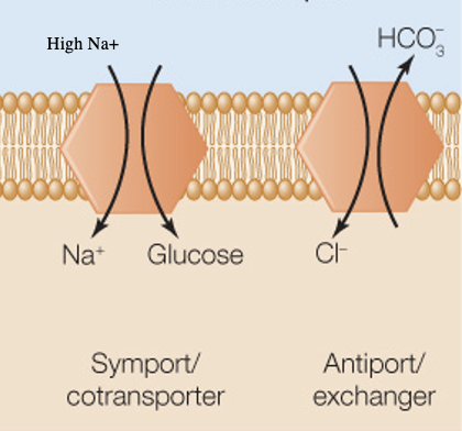Uses energy associated with gradient of one molecule/ion to move another molecule/ion against its concentration gradient