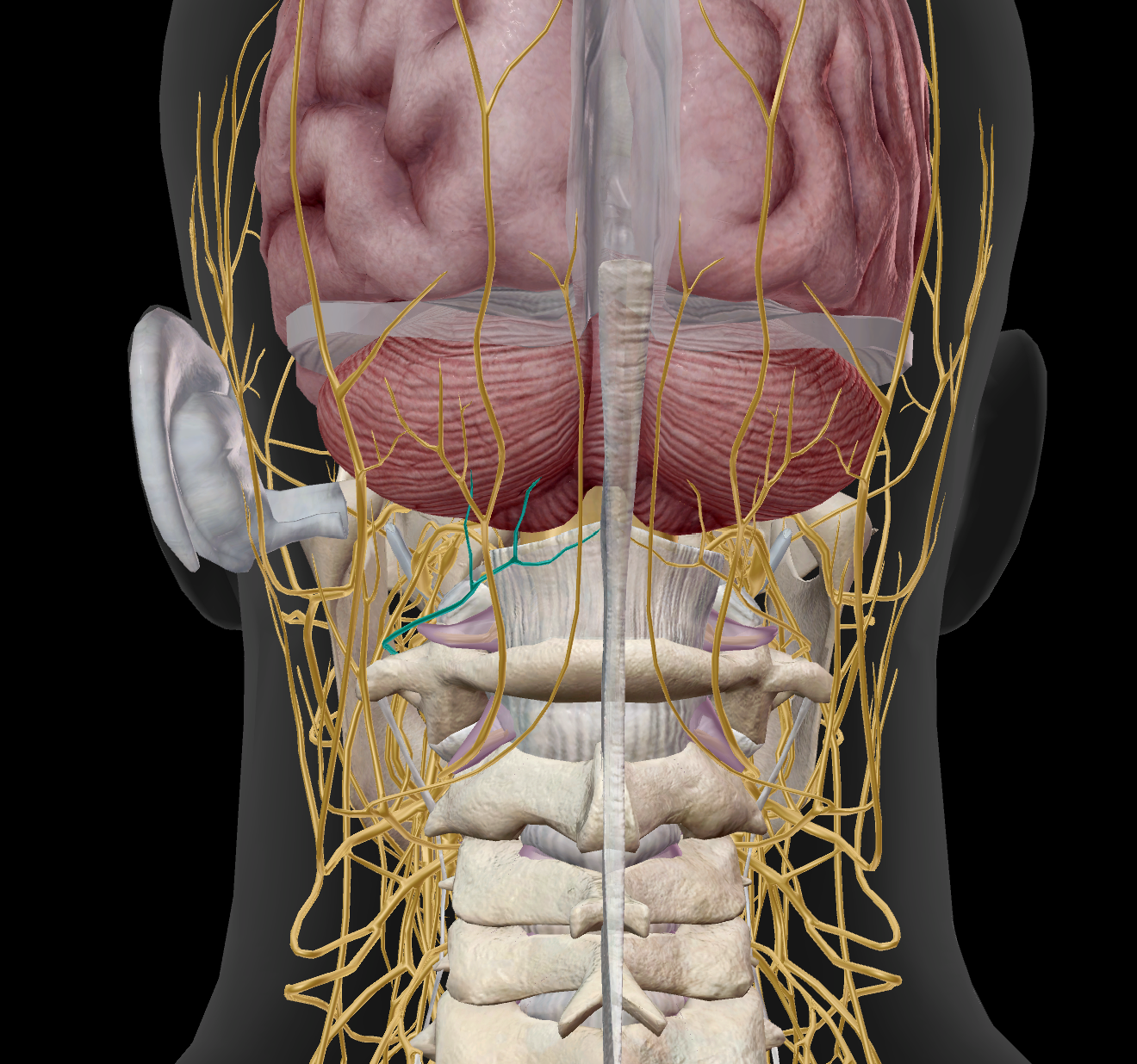 <p>M rectus capitis posterior major / M rectus capitis posterior minor / M obliquus capitis superior / M obliquus capitis inferior</p>