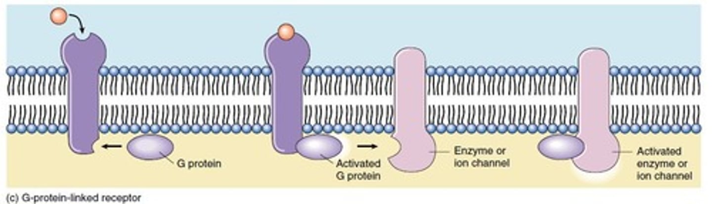 <p>1. Signal Binding - A ligand binds to a GPCR on the cell surface.</p><p>2. Activation of G Protein - The GPCR undergoes a conformational change and activates the G protein by</p><p>promoting the exchange of GDP for GTP on the α-subunit.</p><p>3. Subunit Dissociation - The GTP-bound α-subunit dissociates from the βγ dimer.</p><p>4. Effector Activation - These subunits activate or inhibit target enzymes</p><p>5. Cellular Response - Second messengers activate</p><p>downstream signalling pathways.</p><p>6. Termination - The α-subunit hydrolyses GTP to GDP , inactivating itself. The α, β, and γ subunits reassociate, returning the G protein to its inactive state.</p>