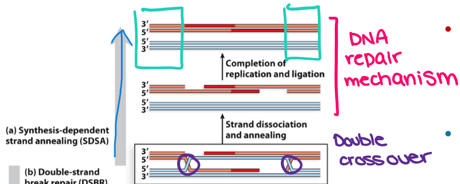 <ul><li><p>Invading strands dissociate by SRS2 helicase and anneal back to each other, followed by DNA replication and ligation to complete the process</p><ul><li><p>SRS2 disrupts D-loop</p></li><li><p>No heteroduplex DNA</p></li><li><p>No crossover formation</p></li></ul></li><li><p>The main DNA repair mechanism in somatic cells</p></li></ul><p></p>