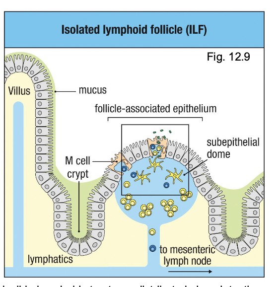 <ul><li><p>smaller inducible lymphoid structures distributed along intestine</p></li><li><p>also contain M cells overlying lymphoid follicles </p></li><li><p>sample ag and deliver it to underlying DCs</p></li><li><p>connect to mesenteric lymph nodes via lymphatics</p></li></ul><p></p>