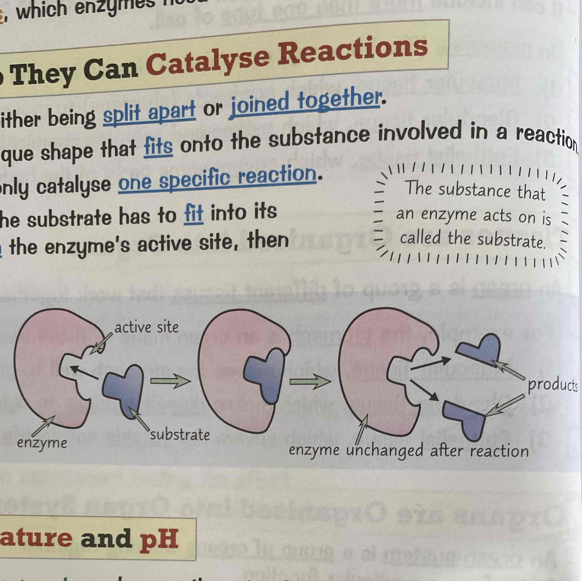 <p>An enzyme has an active sight which is a unique shape that fits onto the substance involved in a reaction. They only work if the substrate matches the active sight. Then the enzyme will break down the substrate and release it from the active sight.</p><p>Substrate - Protein</p>