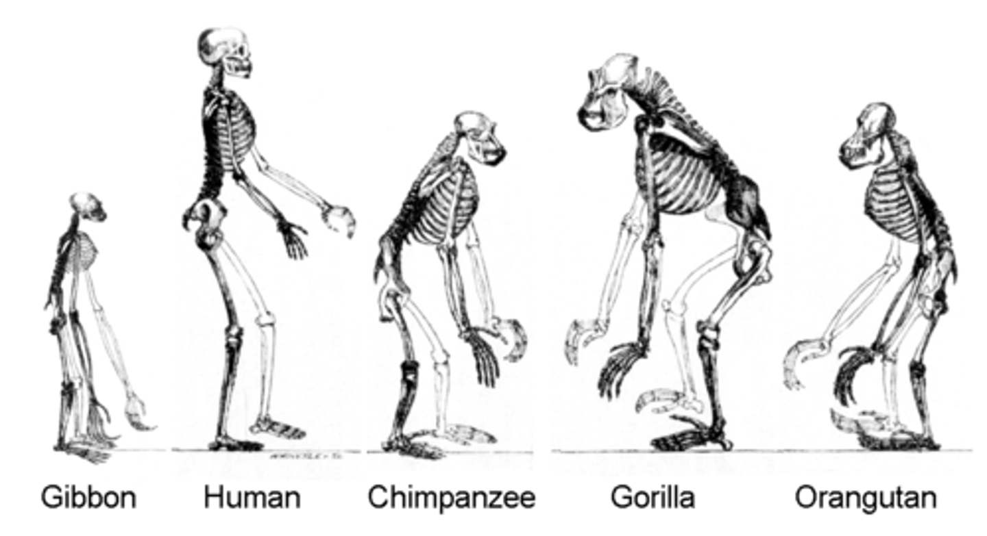 <p>A member of a group of primates that includes humans, chimpanzees, gorillas, orangutans, and gibbons, plus all of their recent ancestors</p>