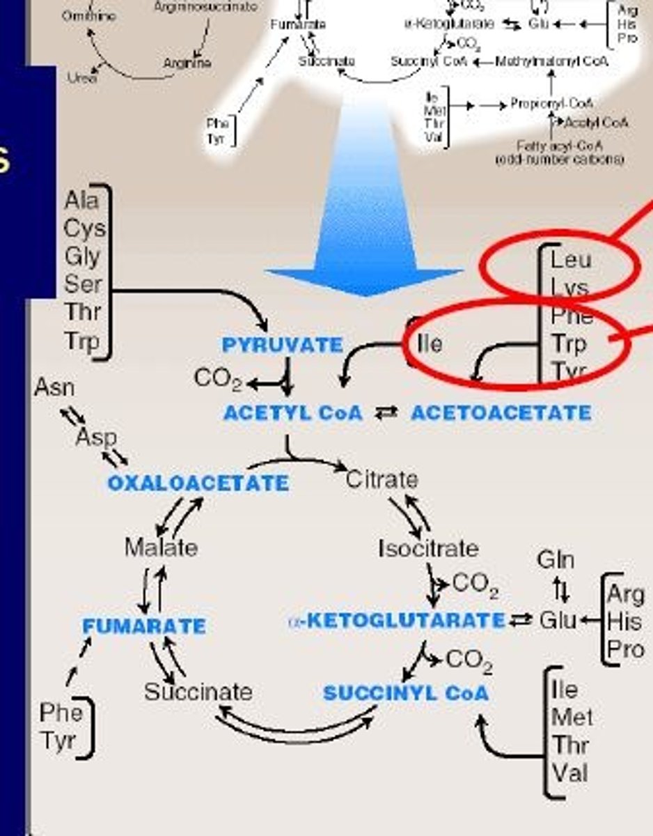 <p>Glucogenic AAs can be converted to "Glucose/Glycogen"</p><p>-generates <strong>Pyruvate</strong> or an intermediate of <strong>TCA cycle</strong></p>