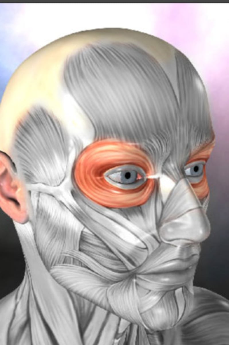 <p>Name the muscle</p>