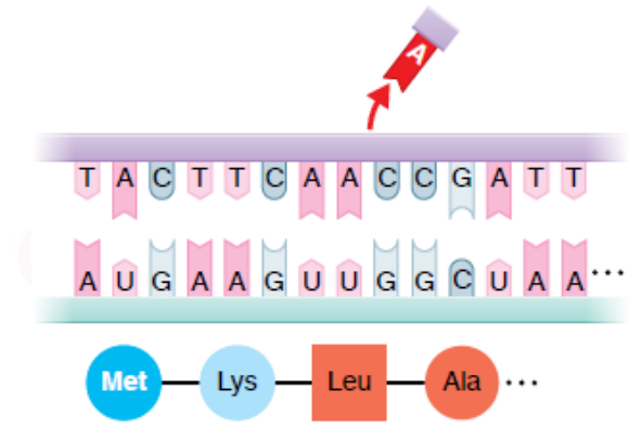 <ul><li><p>one or a few nucleotide pairs are deleted or inserted in the DNA</p></li><li><p>this can shift the translation reading time</p></li></ul><p></p>