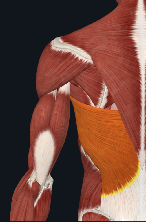 term image