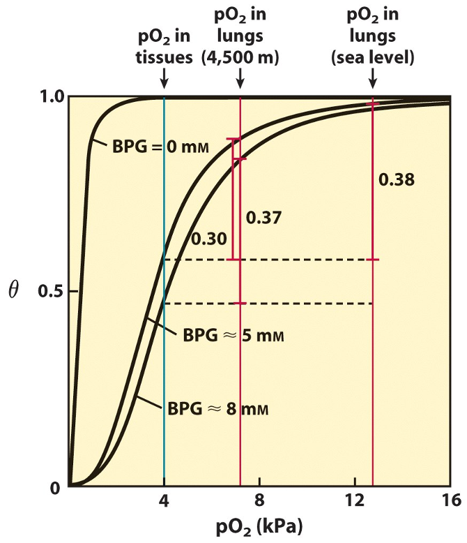 <ul><li><p><span>Binding of 2,3-BPG dramatically decreases Hb affinity for O<sub>2</sub></span></p></li><li><p>2,3-BPG ↑ at high pressures where levels of O2 ↓ (high altitudes (during <u>acclimatisation</u>))</p></li><li><p>shifts ODC curve right</p></li></ul><p></p>