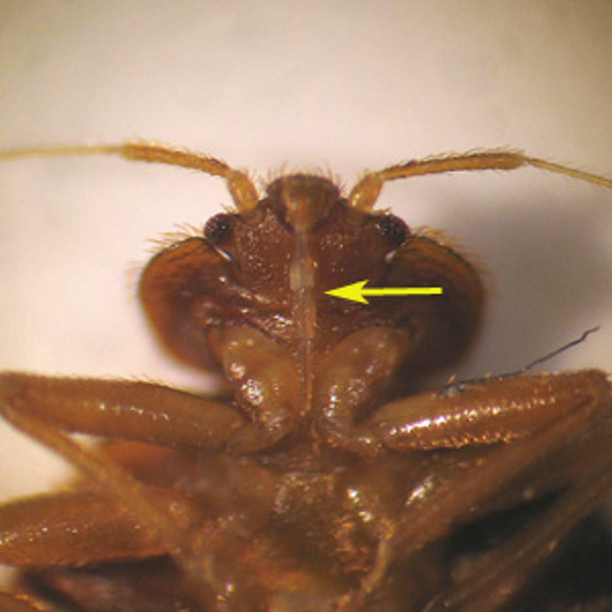 <p>- sucking mouthparts (proboscis)</p><p>- mandibles and maxillae: sheathed within a modified labium to form a proboscis</p><p>Pierce tissues and sucking out the liquids</p>