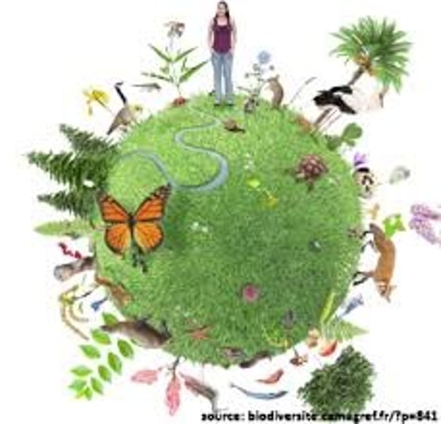 <p>de biodiversiteit</p>