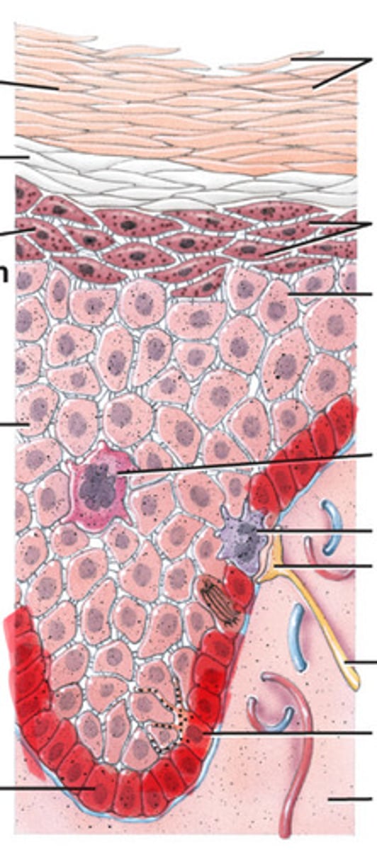 <p>Produces cells that are pushed upwards and is attached to the dermis</p>