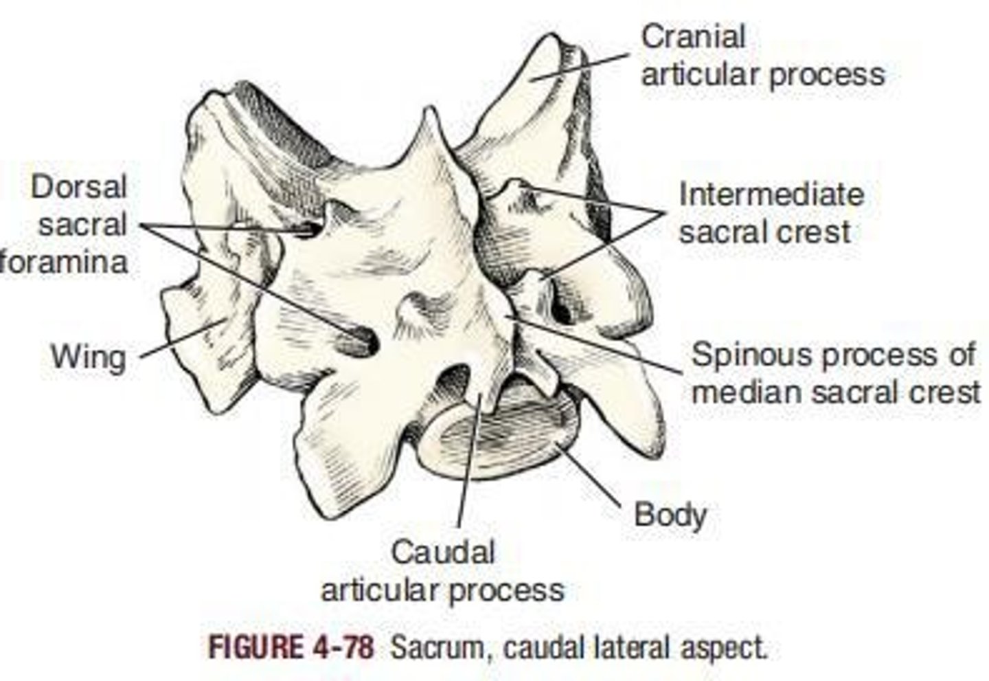 <p>Enlarged lateral part with auricular surface.</p>