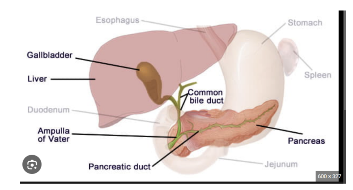 <p>Pancreatic duct </p>